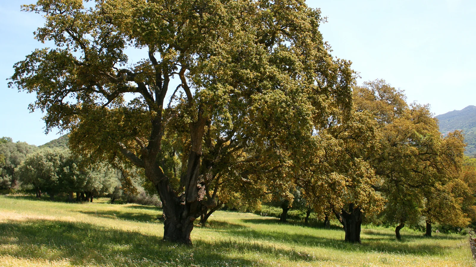 أفضل الأشجار الغابية المقاومة للجفاف والقابلة للنجاح في الجزائر