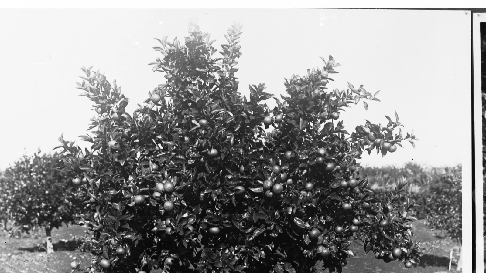 10 أشجار مثمرة مربحة للمشاتل والفلاحين الصغار في الجزائر