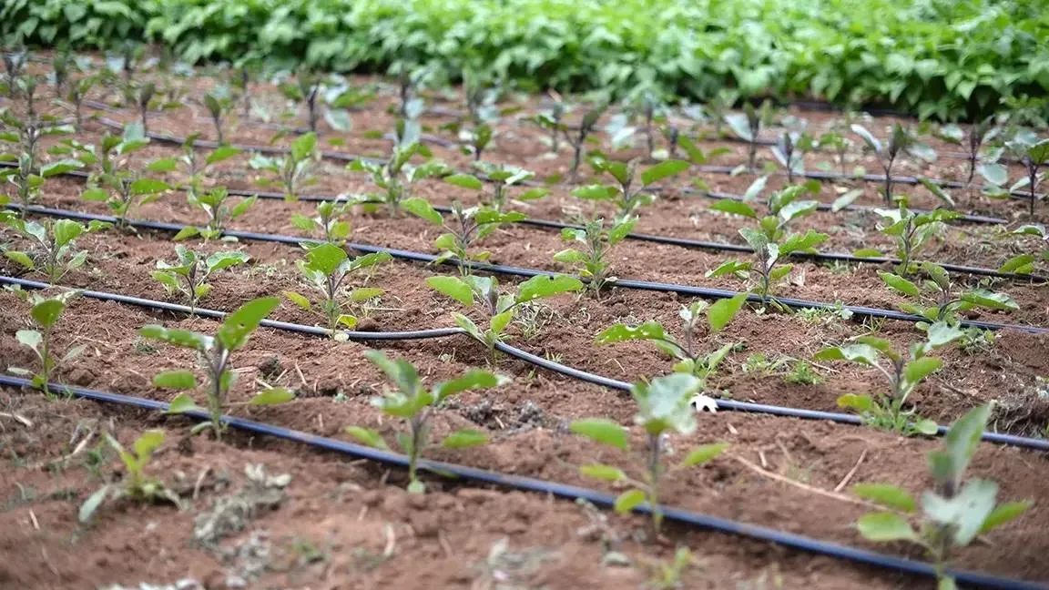 دليل الري بالتنقيط للمبتدئين: الطريقة المثالية لتوفير الماء
