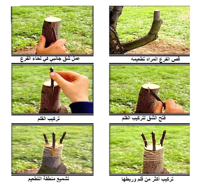 الأشجار