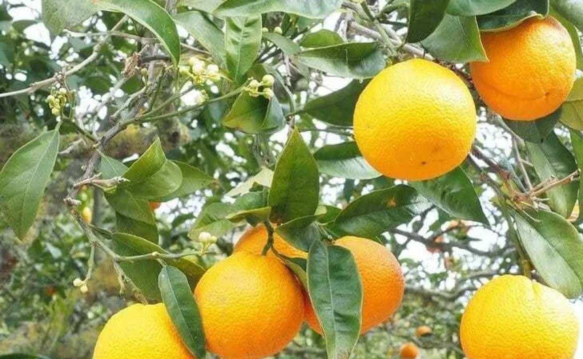 الأشجار