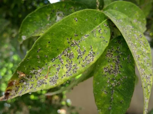طرق طبيعية لمكافحة الحشرات في النباتات (بدون مواد كيميائية)