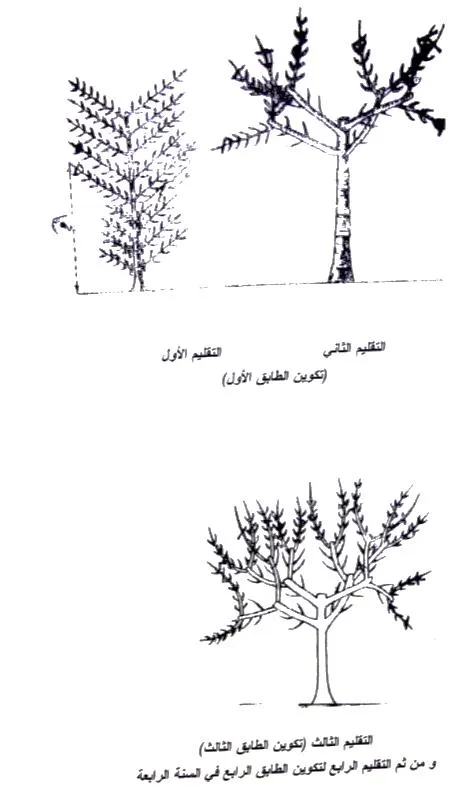 الأشجار