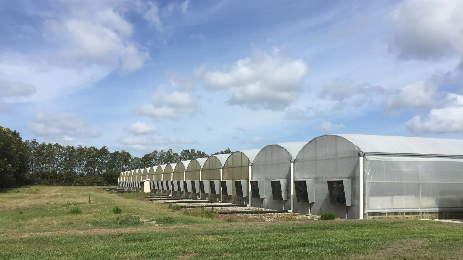 دليل إنتاج شتلات الحمضيات داخل المشتلة من التطعيم حتى البيع