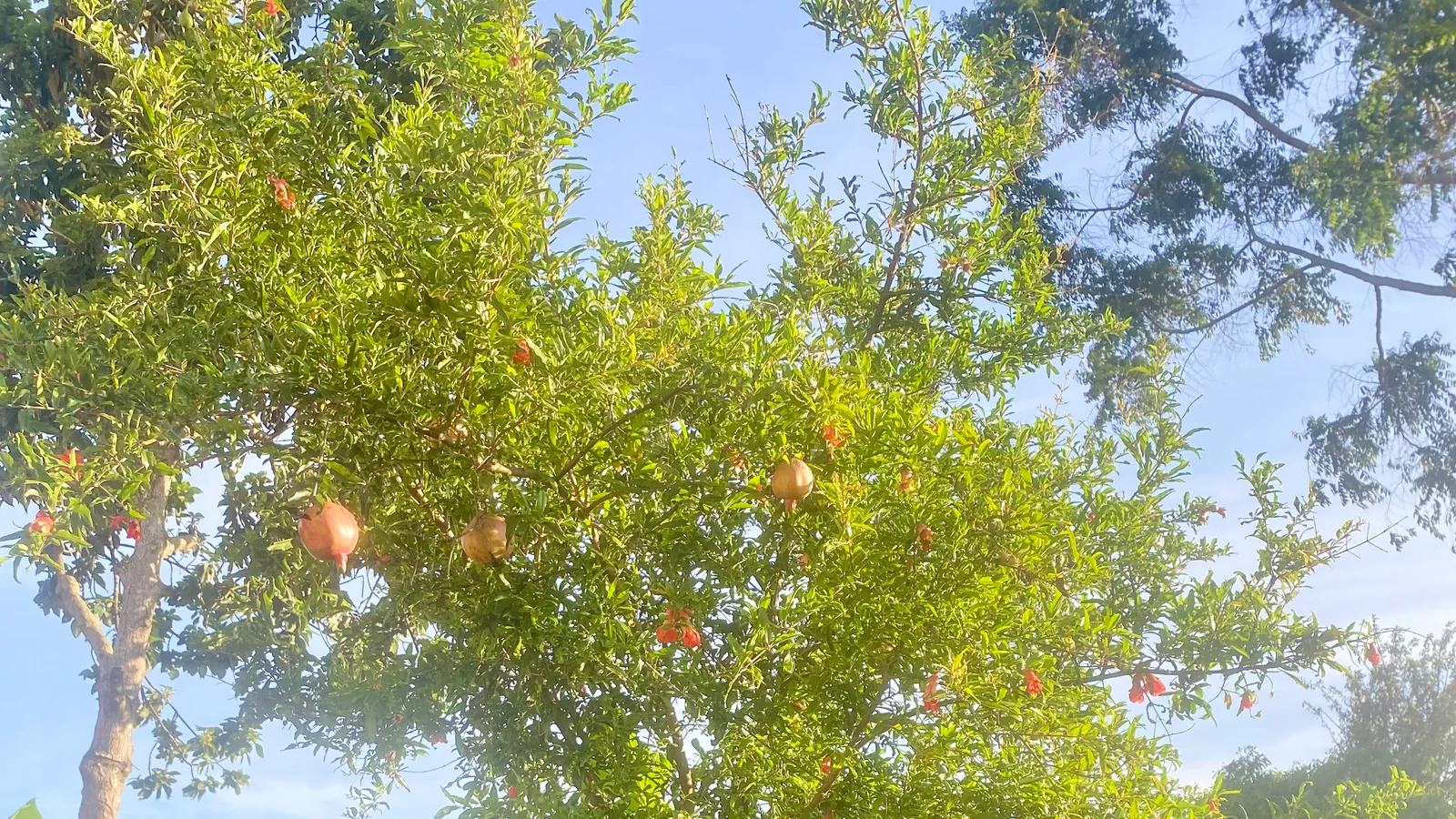 دليل زراعة الرمان والعناية به من الغرس إلى أول إنتاج