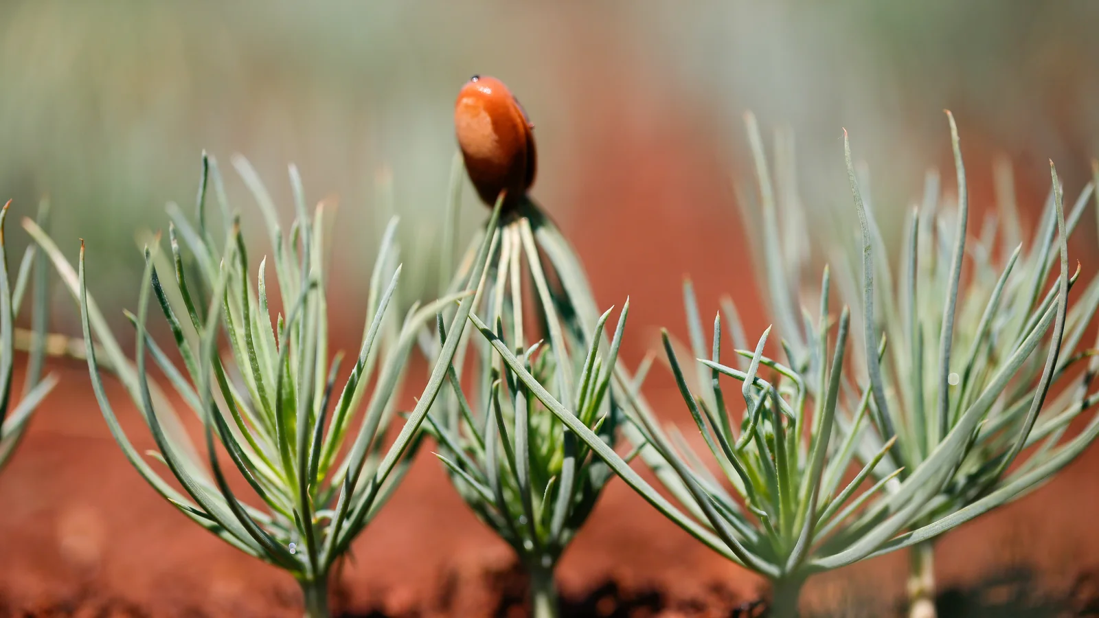 إدارة مشتل شتلات غابية احترافية لخدمة حملات التشجير والجماعات المحلية