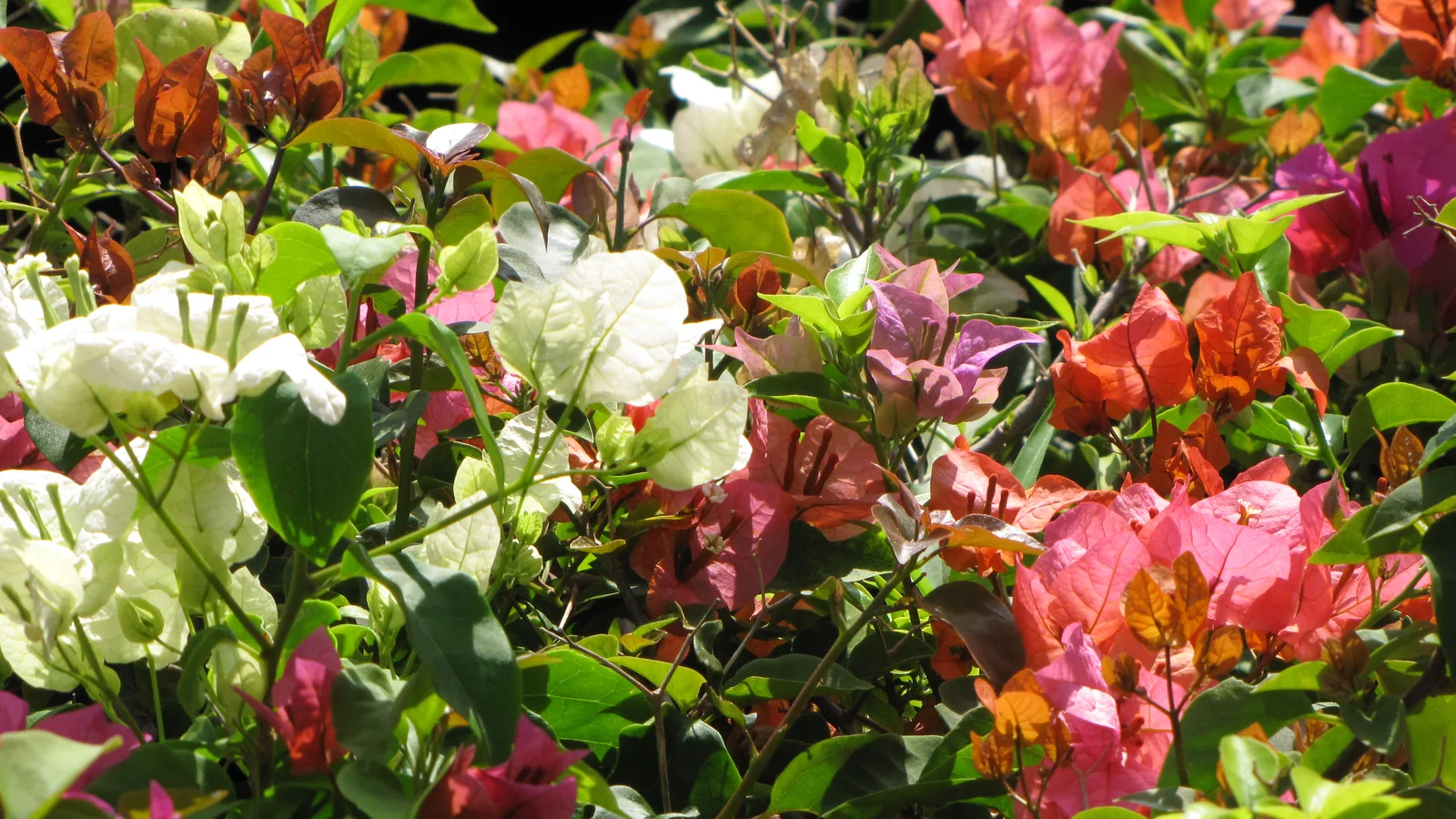 كيف تعرض الجهنمية والورد ونباتات الزينة بطريقة ترفع المبيعات؟