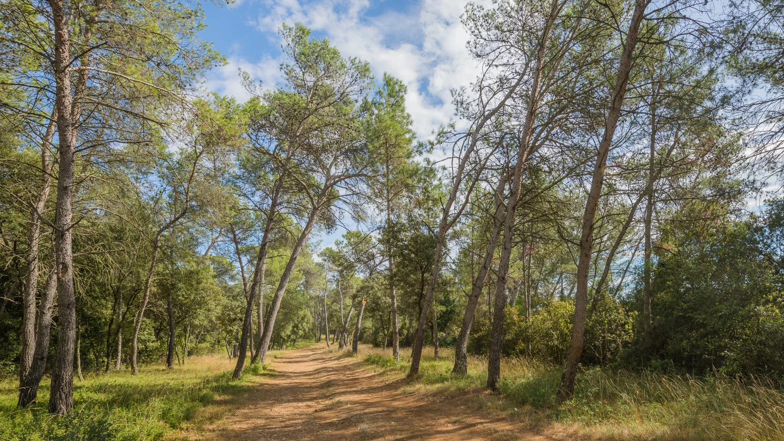 كيف تنجح في غرس الصنوبر الحلبي داخل مشاريع التشجير الغابي؟