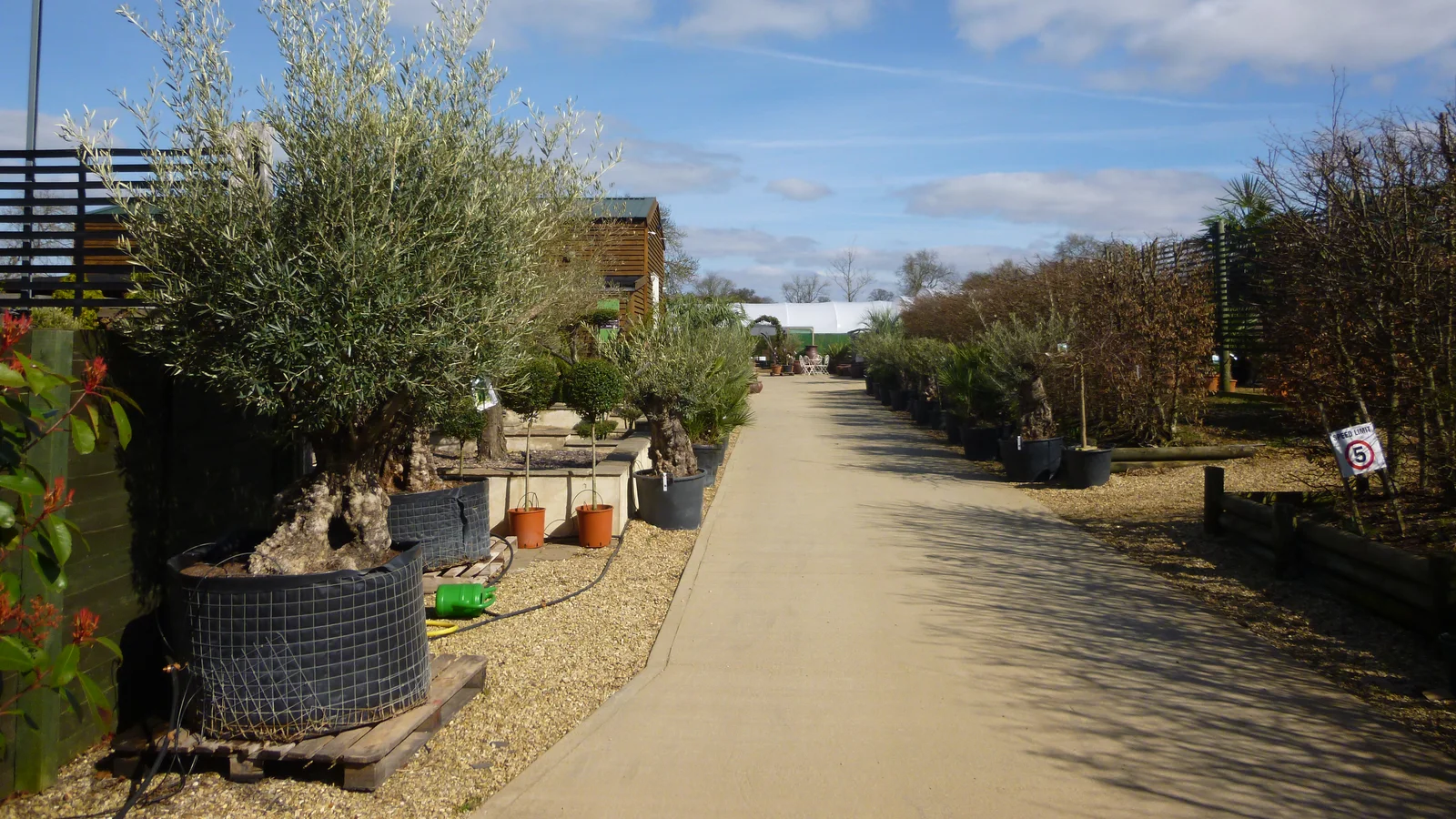 كيف تنشئ مشتلة أشجار مثمرة ناجحة في الجزائر؟