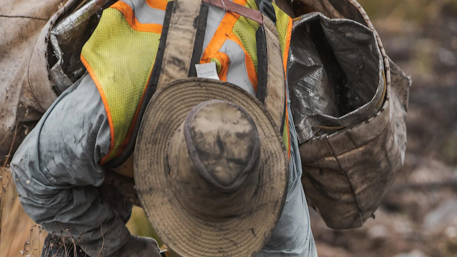 ما بعد الغرس: برنامج الري والتثبيت والحماية لضمان نجاح الأشجار الجديدة