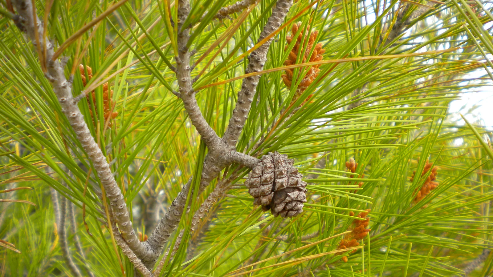 Comment réussir votre plantation de Pins d'Alep