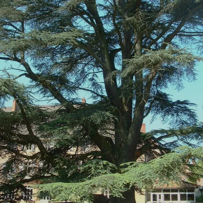 الأرز الأطلسي