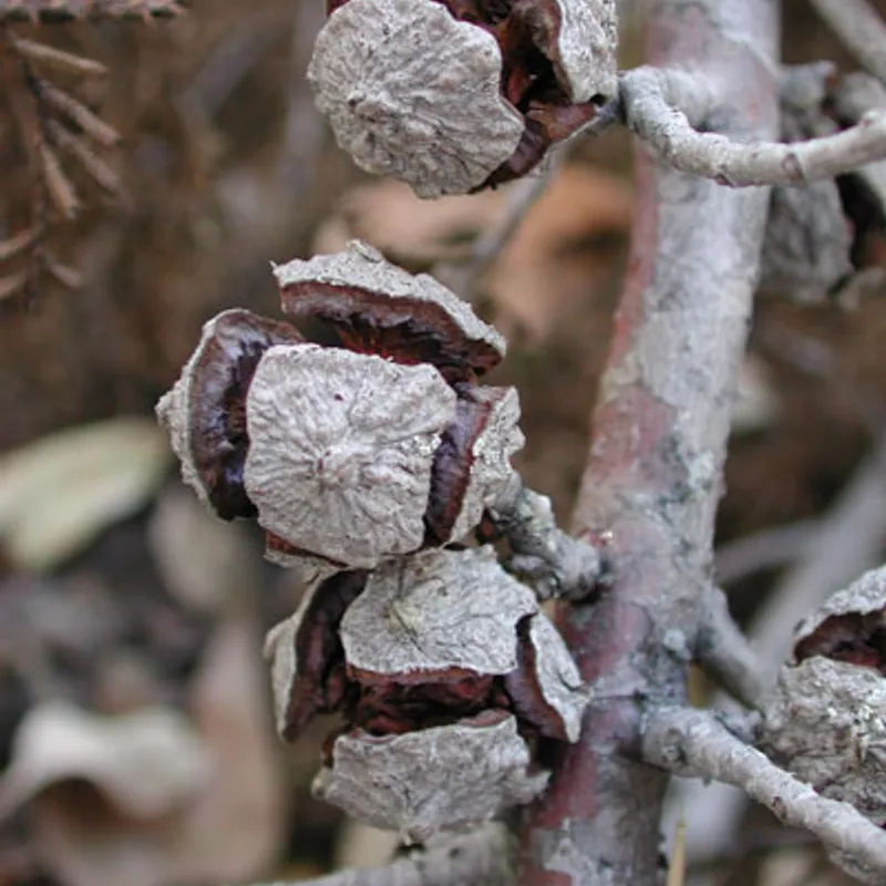 سرو أريزونا