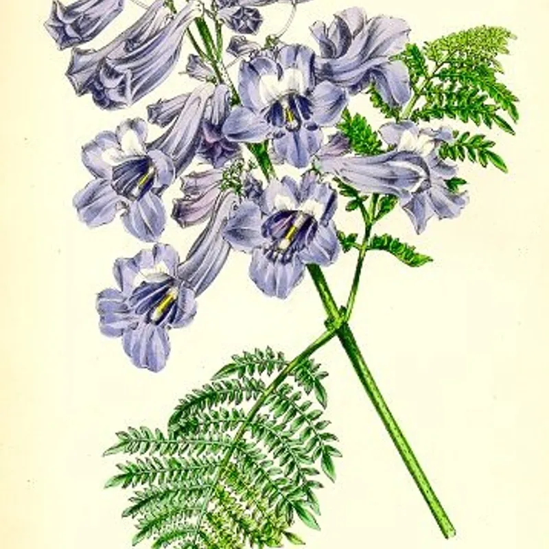 الجاكراندا