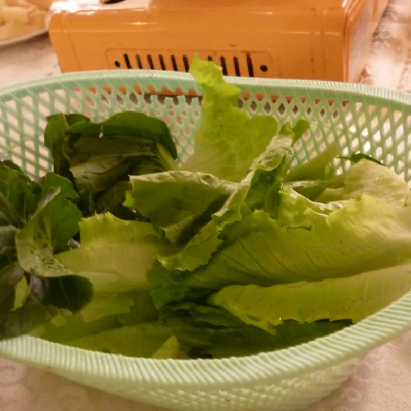 شتلة سلطة (باتافيا)