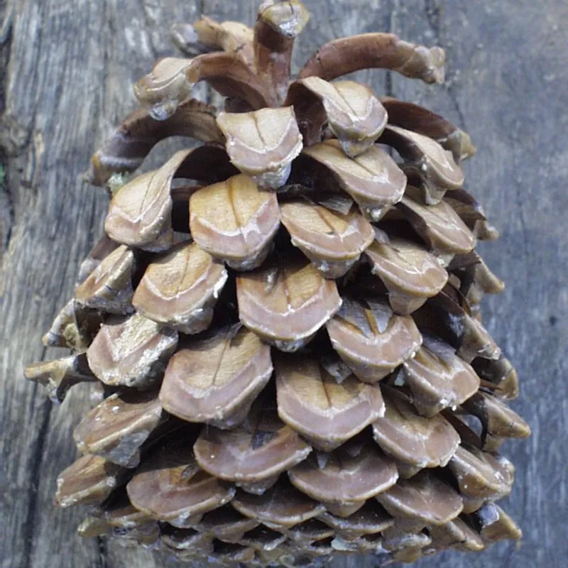 صنوبر الكناري