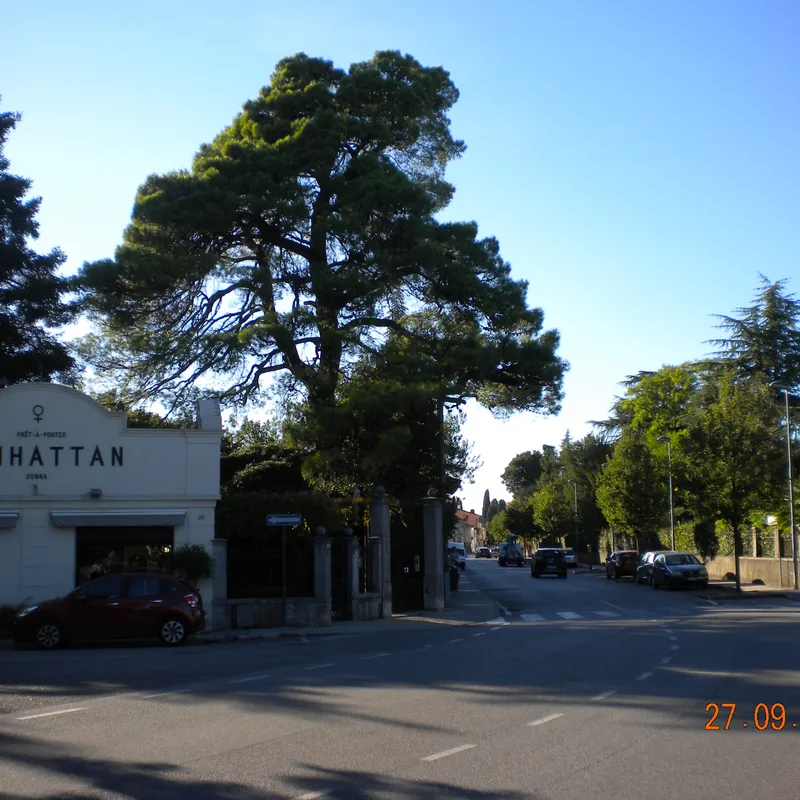 الصنوبر الحلبي