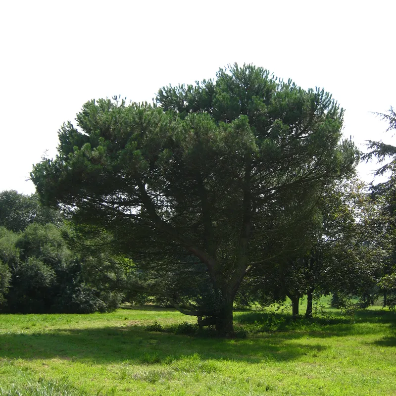 الصنوبر الثمري