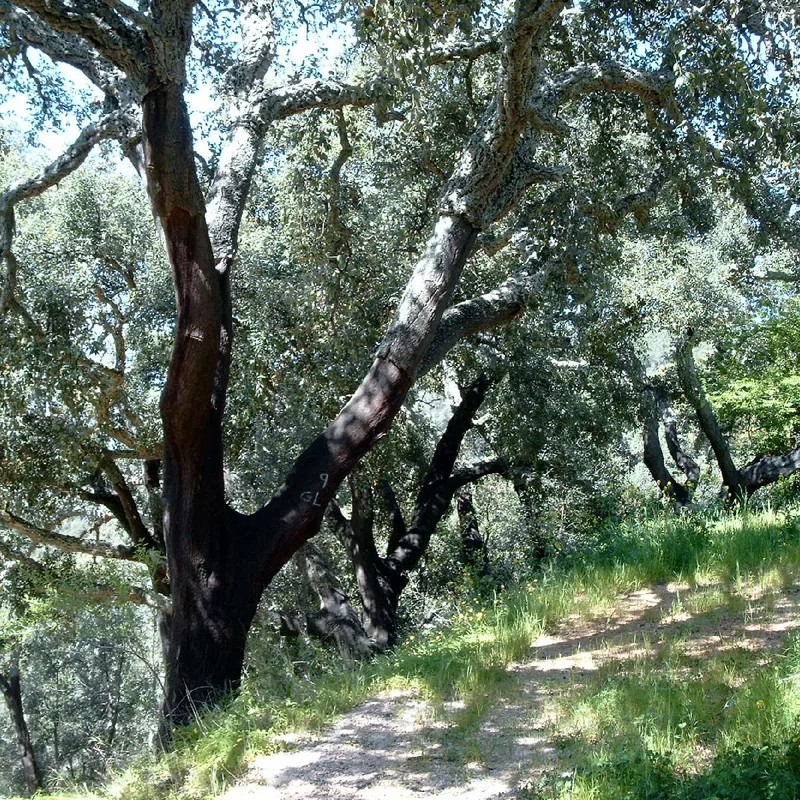 البلوط الفليني