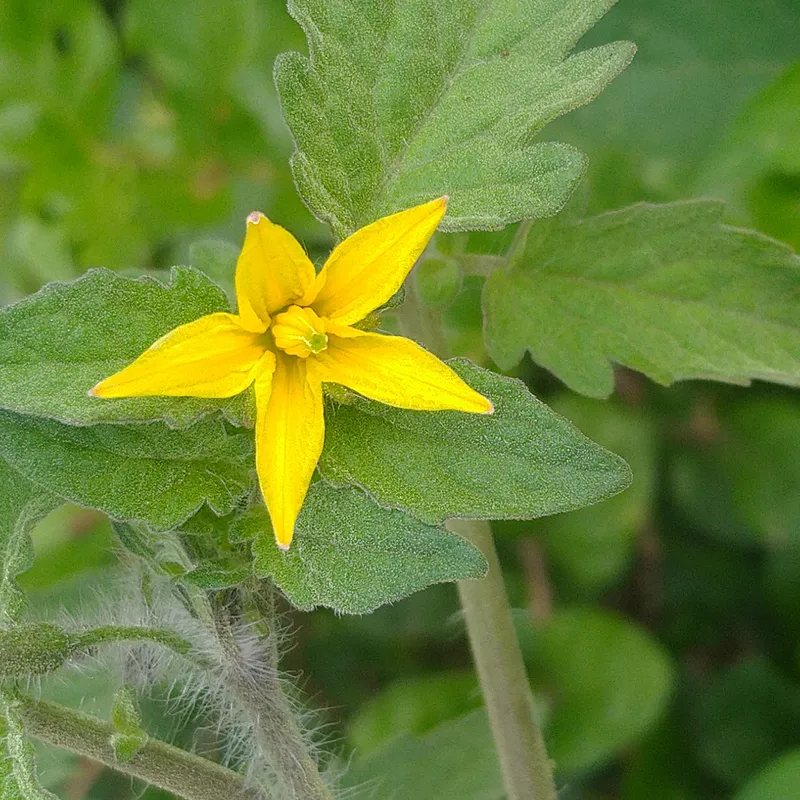 شتلة طماطم (صحراء)