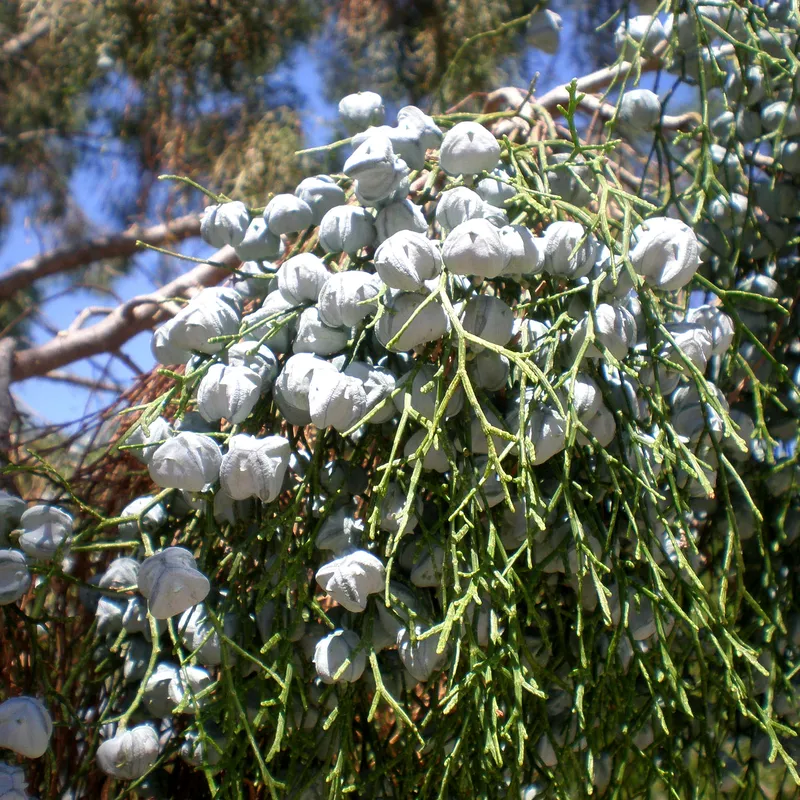 العرعار / التويا